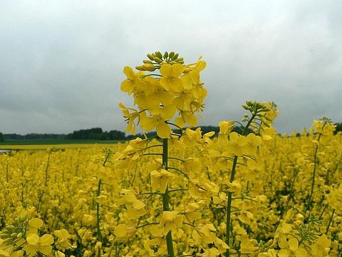 Oilseed