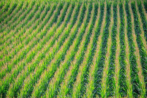 15 States That Produce the Most Corn