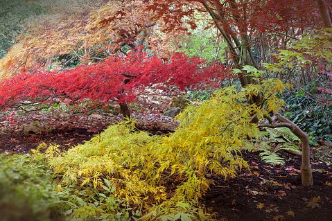 japanese-maple-512945_1280
