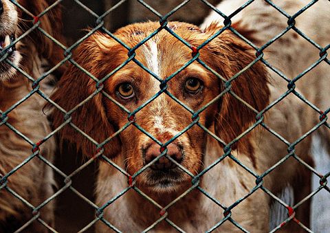 11 Worst States To Be An Animal 