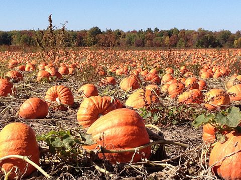 15 Best Apple and Pumpkin Picking Farms Near New York City or New Jersey 
