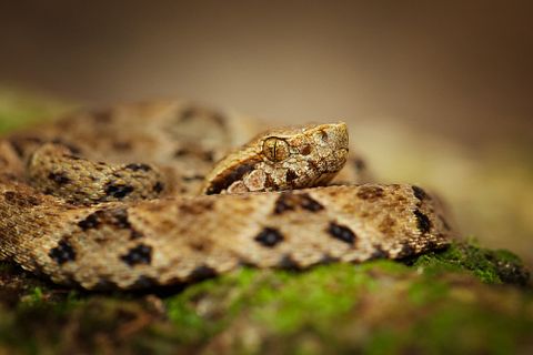 10 States with Most Snake Bites in America