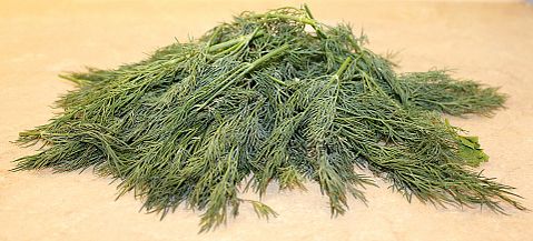 9 Most Profitable Plants to Grow Hydroponically