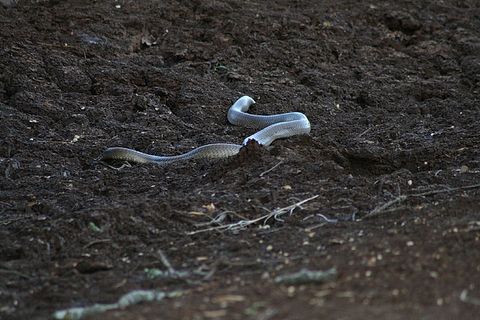 Top 7 Most Poisonous Snakes In The World