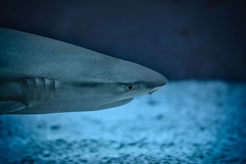  Most Aggressive Sharks In The World