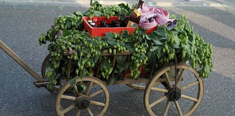 10 Biggest Hop Producing Countries In The World