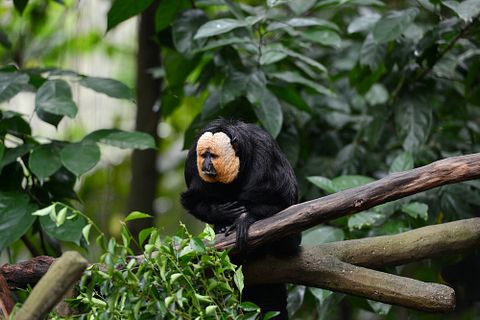 Vitaly Raduntsev/Shutterstock.com