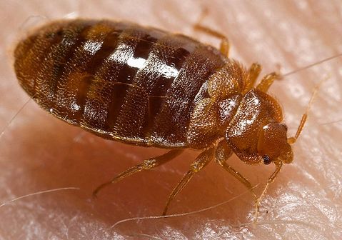 10 Most Annoying Bugs Found in Your House