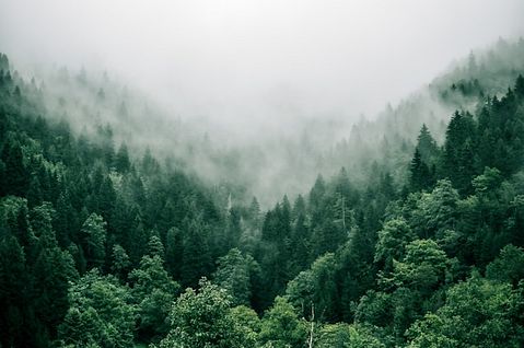 How Is Rayonier Inc (RYN)’s Newly Formed Wood Products Segment Doing?