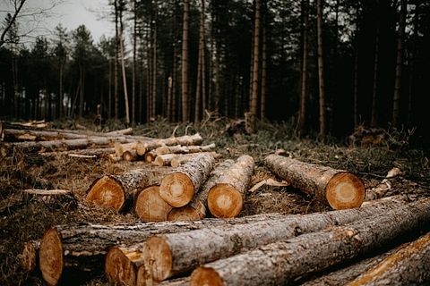Weyerhaeuser Co (WY) Stock Outlook: What Happened in Q1?