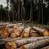 Weyerhaeuser Co (WY) Stock Outlook: What Happened in Q1?