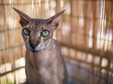 Most Expensive Cat Breeds in the World