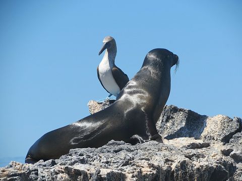seal-255522_1280