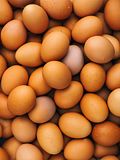 10 Largest Egg Producing Countries In The World