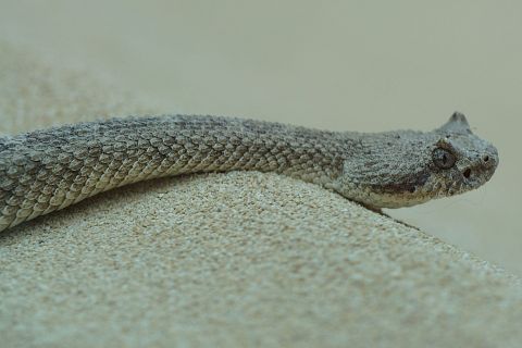11 Most Venomous Rattlesnake Species in the World