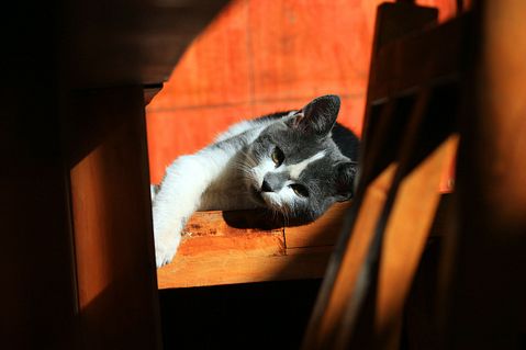 cat-56753_1280