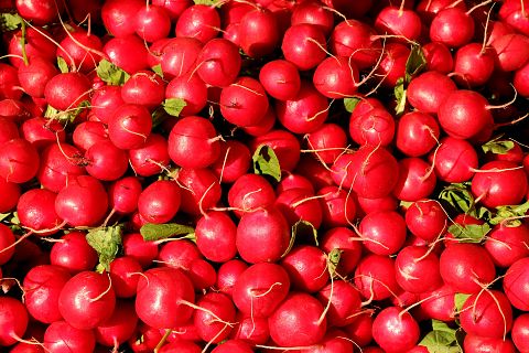 10 Easiest Farm Crops to Grow 