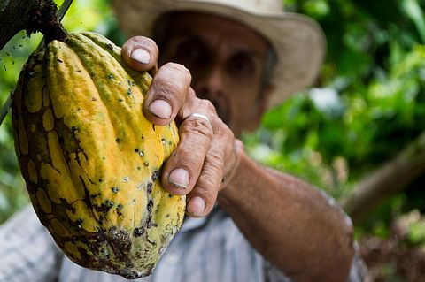 8 Countries that Produce the Most Cocoa Beans in the World