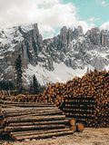 15 Biggest Lumber Companies in the World