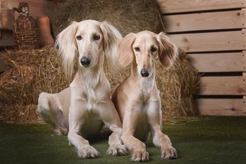 Most Expensive Dog Breeds in the World