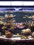 6 Easiest Coral Species to Grow And Maintain for Beginners
