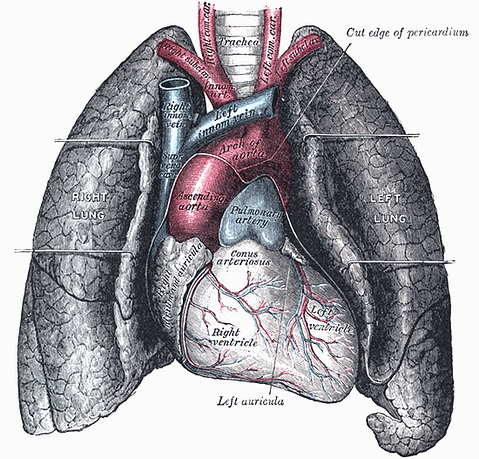 Pulmonology