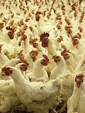 20 Largest Poultry Producing Countries in the World