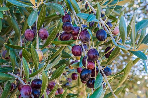 8 Countries That Produce The Most Olives In the World