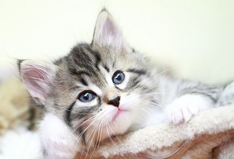 Most Expensive Cat Breeds in the World