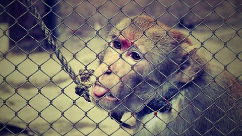 11 Worst States To Be An Animal 