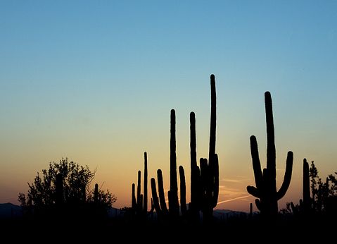 saguaro-cactus-584405_1280