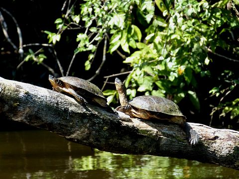 turtles-287323_1920