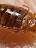 11 Worst Cities For Bedbugs in America