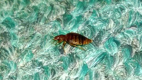 11 Worst Cities For Bedbugs in America