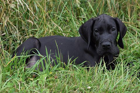 great-dane-456464_1280