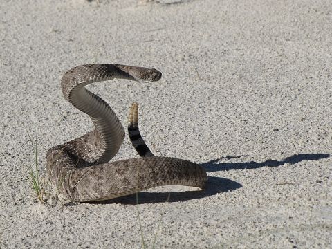 11 Most Venomous Rattlesnake Species in the World