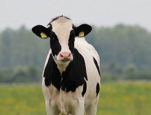 cow-354428_640