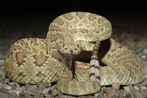 11 Most Venomous Rattlesnake Species in the World
