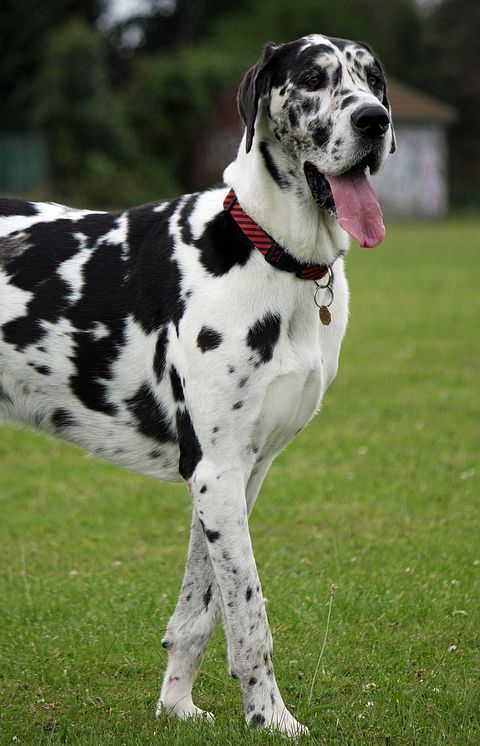 Deadliest Dog Breeds in the World - Great Dane