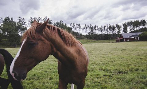 10 States That Produce The Most Horses in America