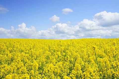 field-of-rapeseeds-474558_1280