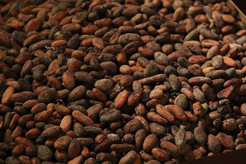 8 Countries that Produce the Most Cocoa Beans in the World