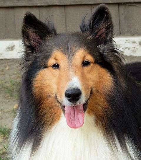 Most Expensive Dog Breeds to Maintain in the World - Shetland Sheepdog