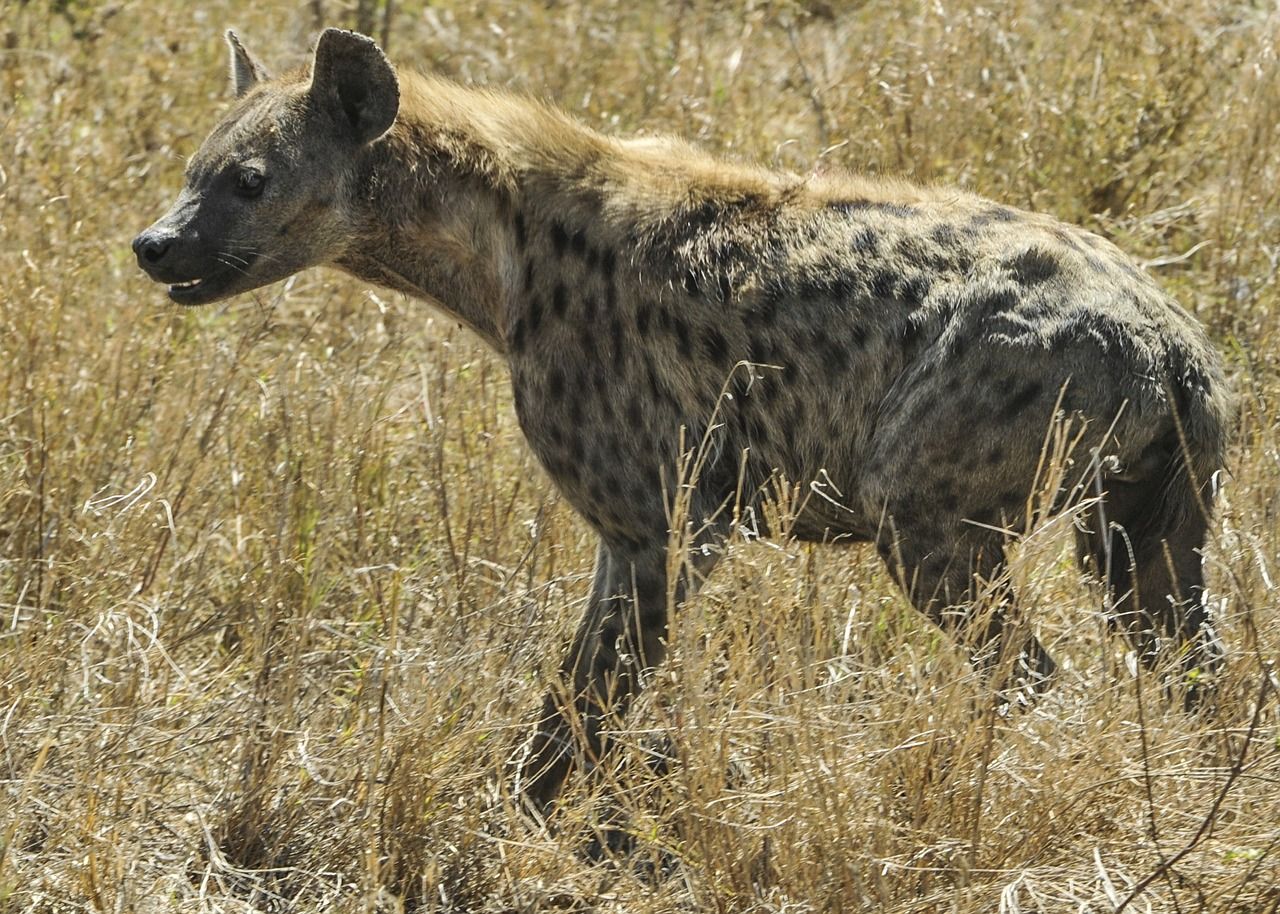 hyena-591880_1280.jpg