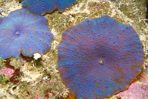 Easiest Coral Species To Grow And Maintain For Beginners