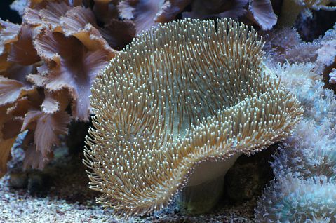 Easiest Coral Species To Grow And Maintain For Beginners