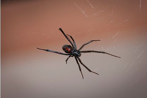 black-widow-spider-2042047_1280