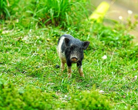 10 Fascinating Examples of Genetically Modified Animals