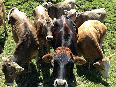 cattle-474852_640
