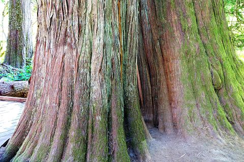 11 Biggest Trees in the World by Volume